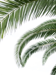 盛夏の緑１２（棕櫚）