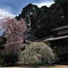 大野寺（おおのじ）の枝垂れ桜１