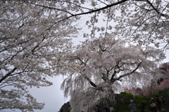 叉兵衛桜（またべいざくら）２