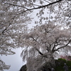 叉兵衛桜（またべいざくら）２