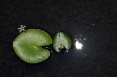 鏡蓋（ガガブタ）の花