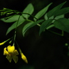 雨上がりの黄素馨（キソケイ）２