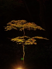 湖東三山と永源寺の紅葉５（永源寺）