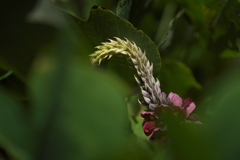 秋の七草葛（クズ）２