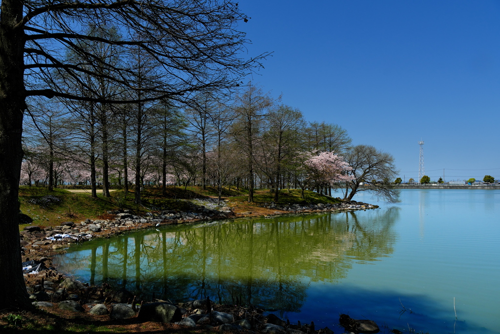 天満大池公園の１本桜１