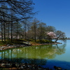 天満大池公園の１本桜１