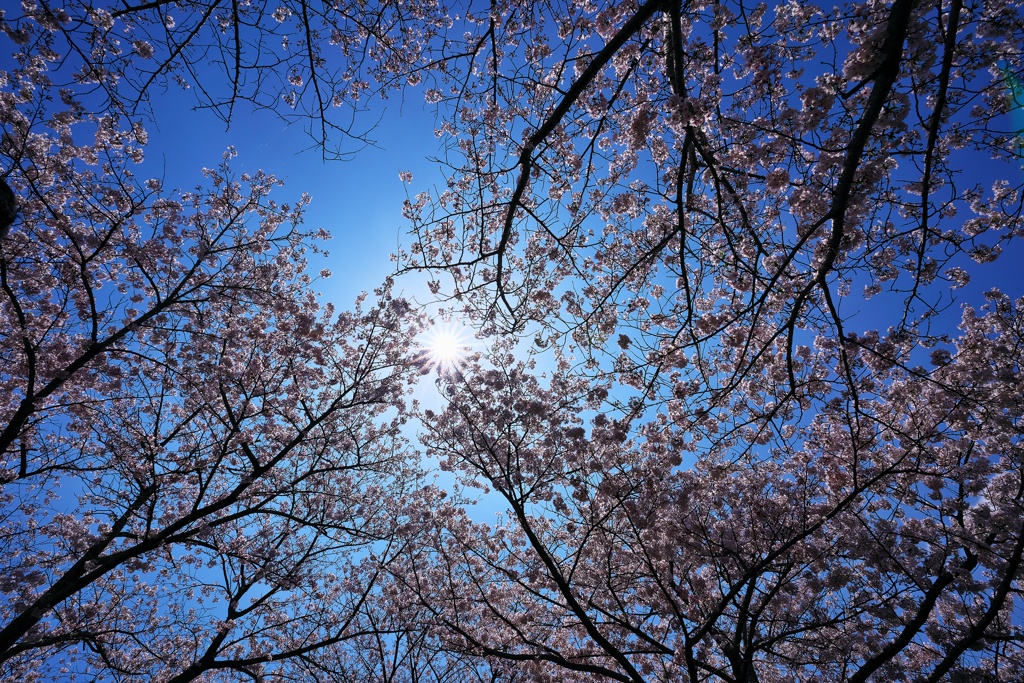 おの桜づつみ回廊の光芒