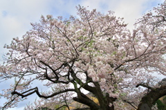 奥琵琶湖桜三昧５（清水の桜）