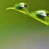 紫陽花（アジサイ）の雫１