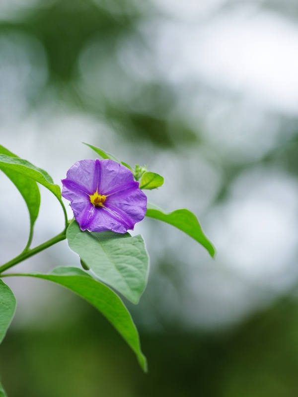 （まだ）夏の花々３０
