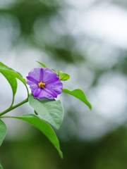 （まだ）夏の花々３０