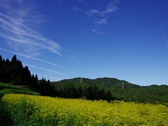 越畑の女郎花（オミナエシ）