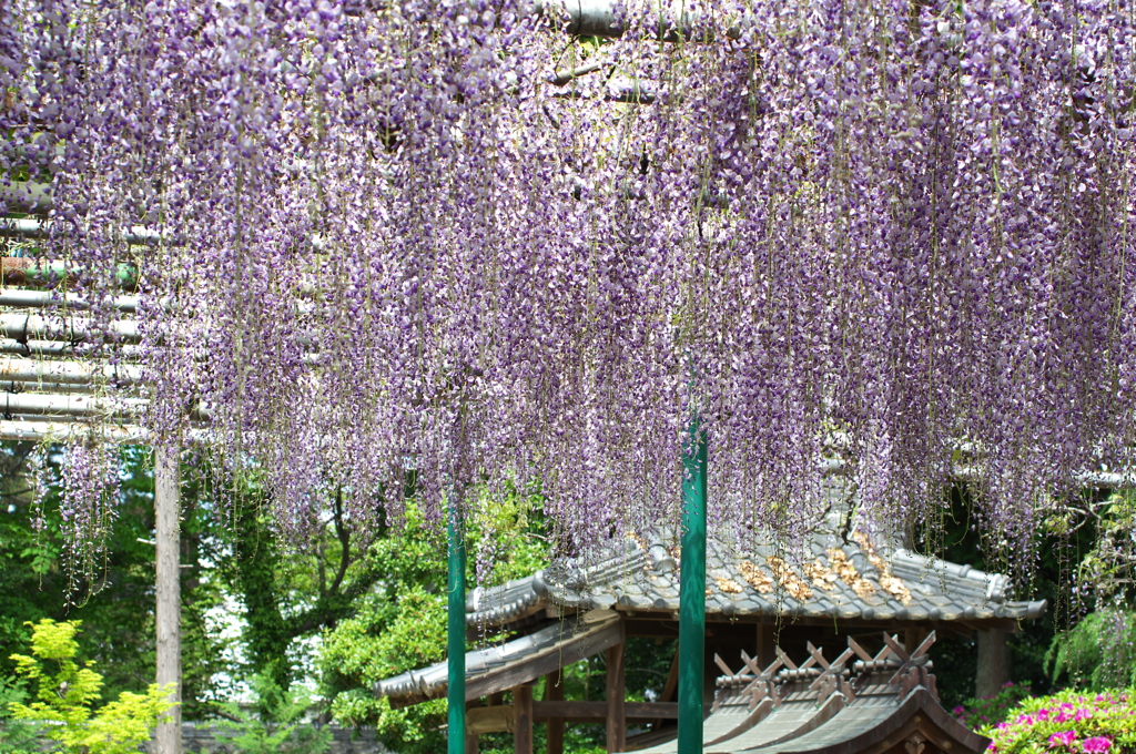 住吉神社の祓除（はらい）の藤２