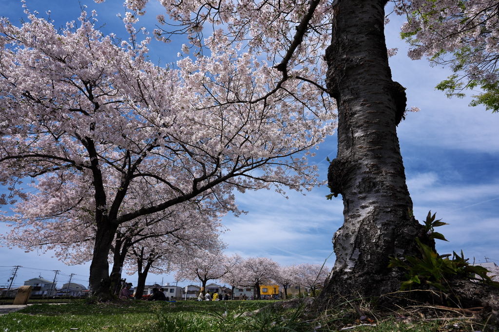中尾親水公園の桜並木１