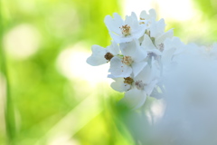 農道脇に咲く野茨（ノイバラ）