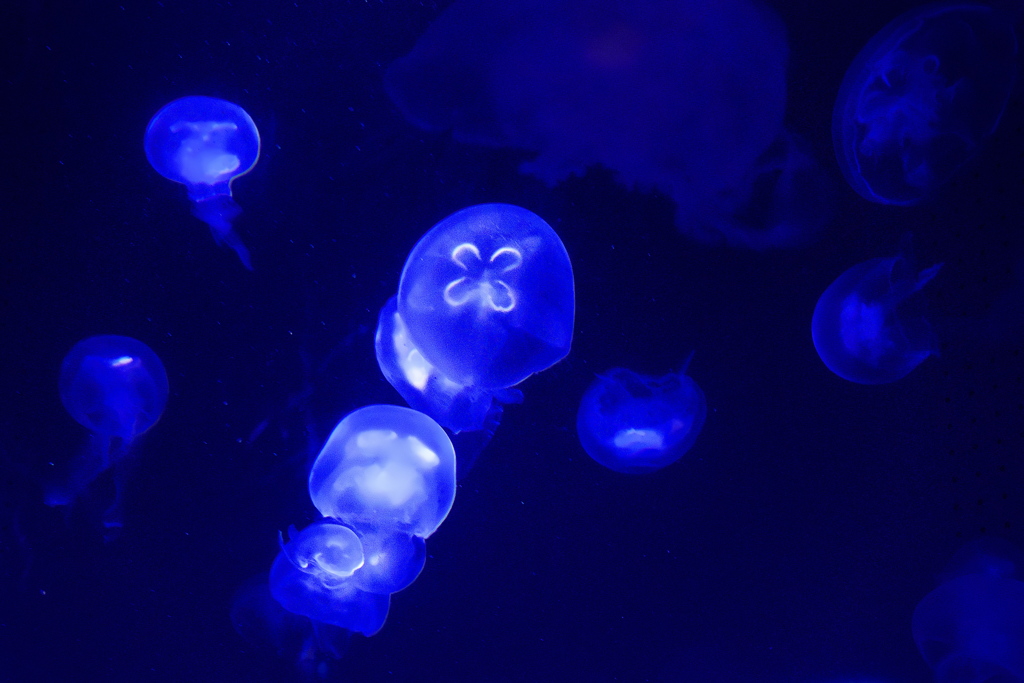 須磨海浜水族園にて（クラゲ３）