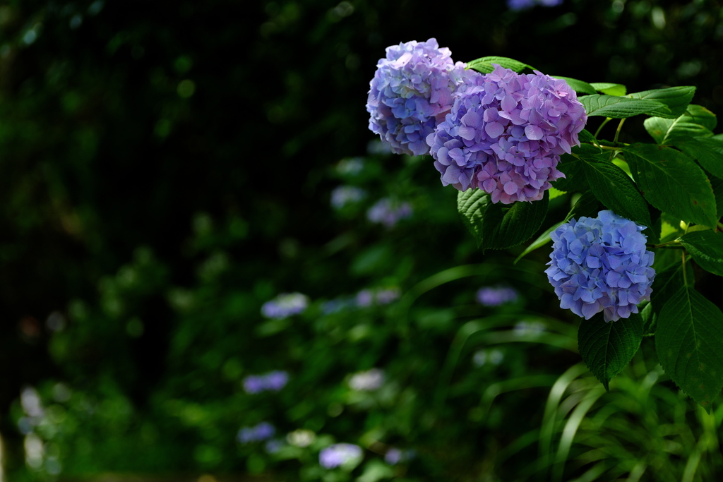住吉神社の紫陽花（アジサイ）６