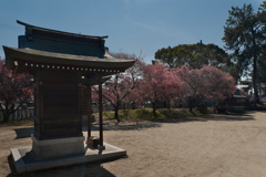 御厨神社の梅が満開１