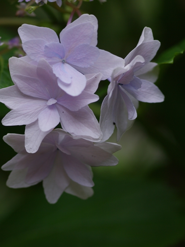 紫陽花（アジサイ）５
