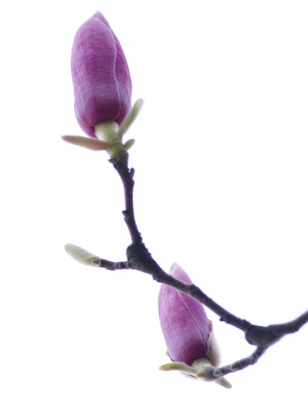 唐木蓮（トウモクレン）