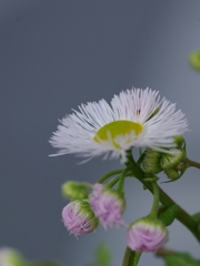 春紫苑（ハルシオン）