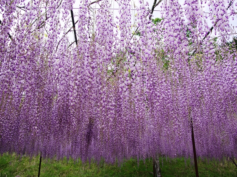 白毫寺の九尺藤３
