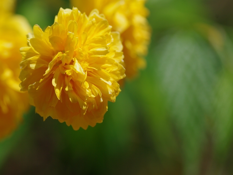 八重山吹（ヤエヤマブキ）