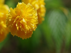 八重山吹（ヤエヤマブキ）