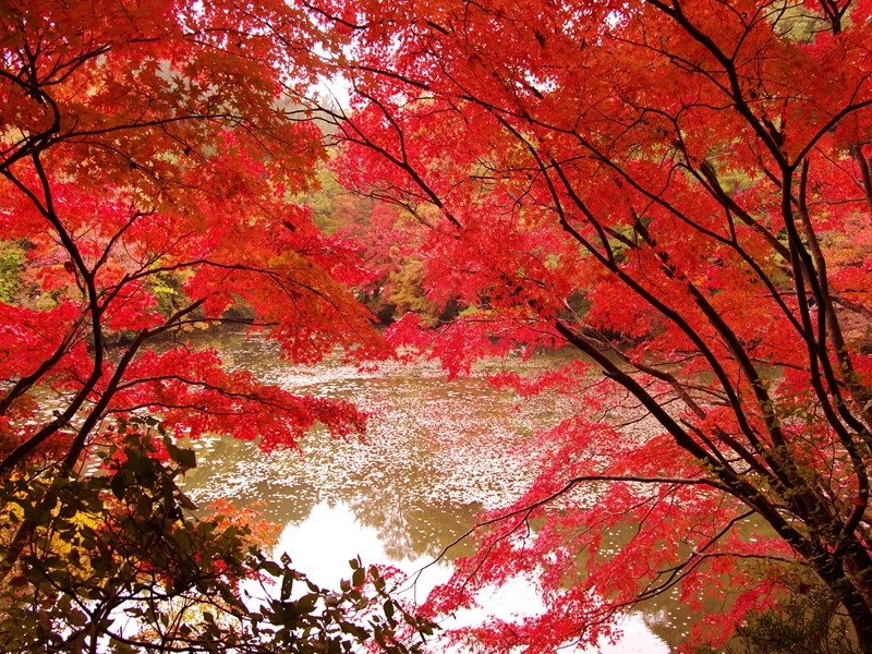 森林植物園の紅葉５