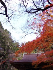 室生寺の紅葉１