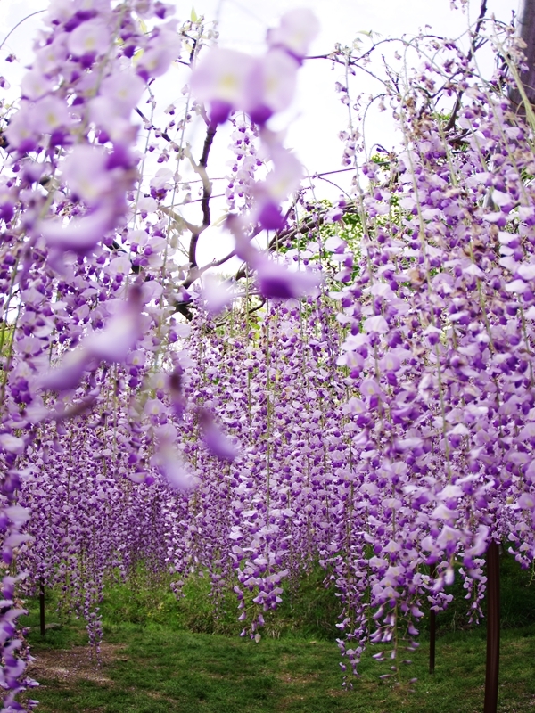 白毫寺の九尺藤２