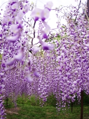 白毫寺の九尺藤２