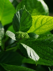 紫陽花（アジサイ）１