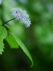 紫陽花は雨が似合う２