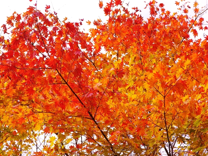 六甲高山植物園の紅葉３