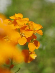 花いろ色１（オレンジ）