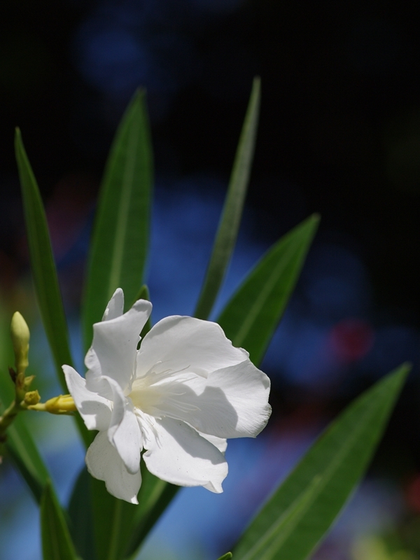 夾竹桃（キョウチクトウ）１