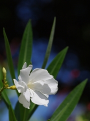 夾竹桃（キョウチクトウ）１