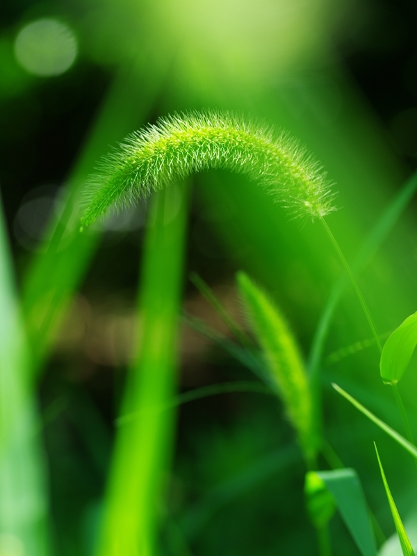 夏の花１５「犬ころ草（えのころぐさ）」
