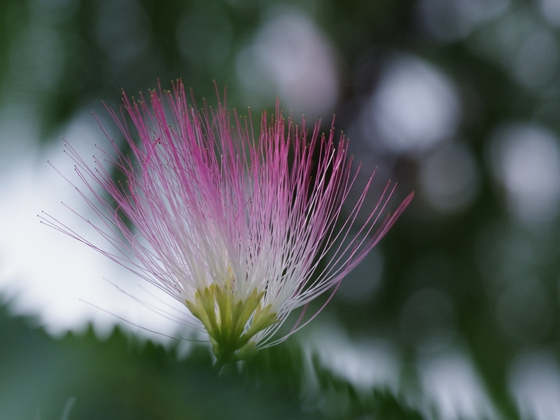 合歓木（ネムノキ）１