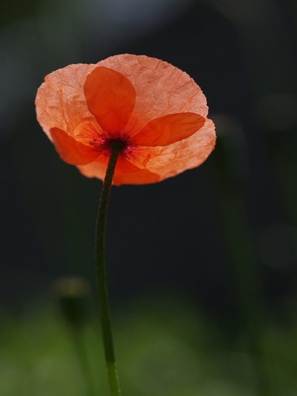 長実雛罌粟（ナガミヒナゲッシ）１７