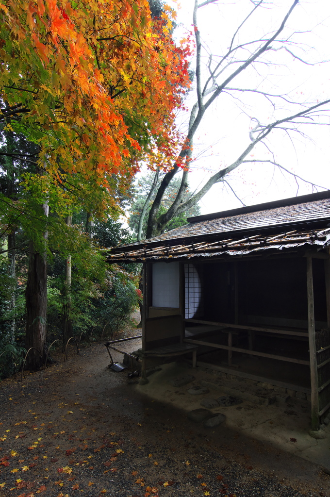 京都洛北紅葉巡り２（常照寺２）