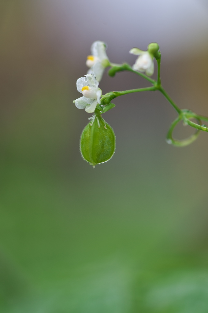 風船葛（フウセンカズラ）の花が咲いた