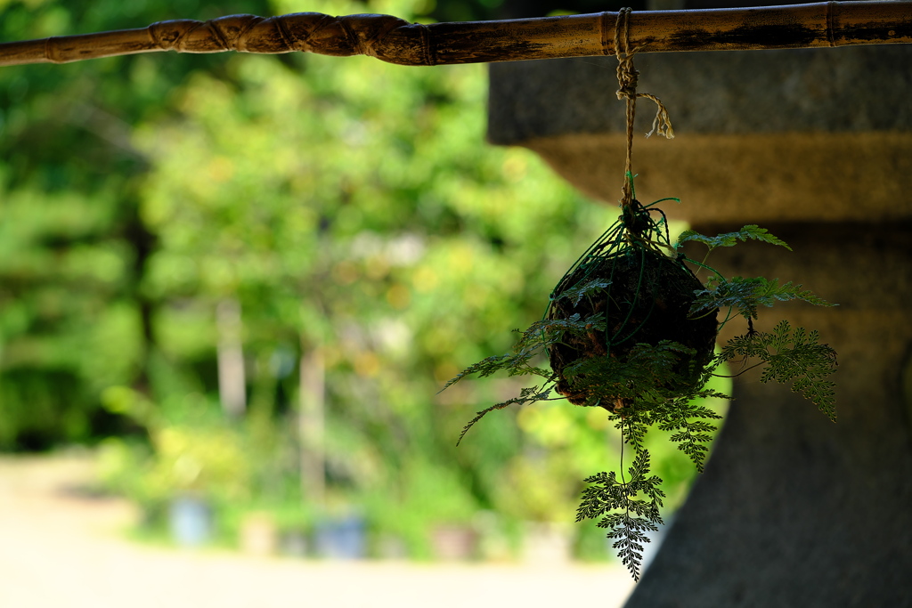 神社の釣り忍（つりしのぶ）１