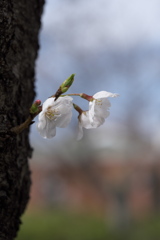 春を運ぶ花々（ソメイヨシノ）