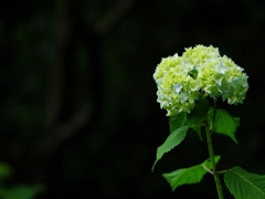 森林植物園１（紫陽花１）