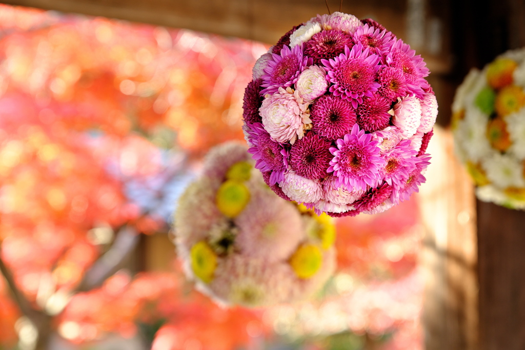 光明寺の花手水１