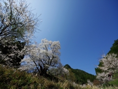 佛隆寺（ぶつりゅうじ）の千年桜