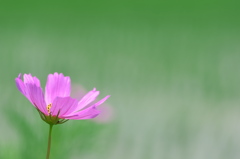 秋桜（コスモス）が咲いた