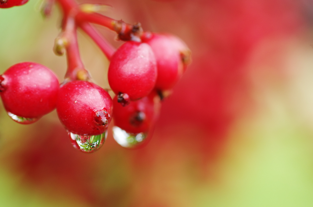 秋雨（あきさめ）の雫